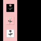 12x rose floral memorial scrapbook papers to download femenine flowered